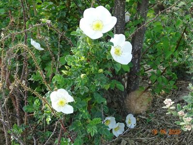 rosa pimpinellifolia