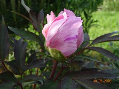 pink anthesis