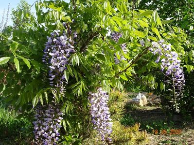wisteria