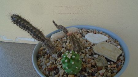 Grup de 4 cactusi; Austrocactus gracilis = Austro. coxii            
Austrocactus longicarpus 
Austrocactus hibernus 
Echinocereus triglochidiatus v. mojavensis inermis
