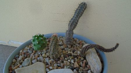 Grup de 4 cactusi; Austrocactus gracilis = Austro. coxii            
Austrocactus longicarpus 
Austrocactus hibernus 
Echinocereus triglochidiatus v. mojavensis inermis
