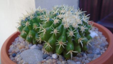 Echinocactus grusonii v. subinermis; replantate in 11 mai 2020
