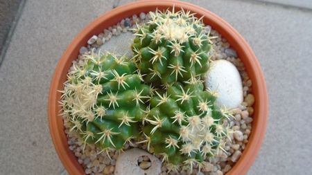 Echinocactus grusonii v. subinermis; replantate in 11 mai 2020

