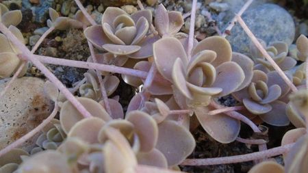 Orostachys iwarenge (Chinese dunce cap)