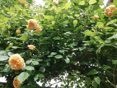 Crown Princess Margareta