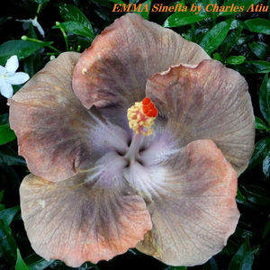 EMMA Sinefta(1); Charles  Atiu  a dat numele meu  acestui hibiscus  (2015)
