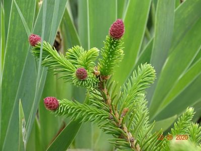 picea abies Pusch