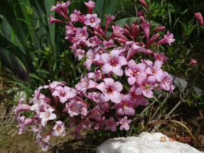 weigela Pink Poppet