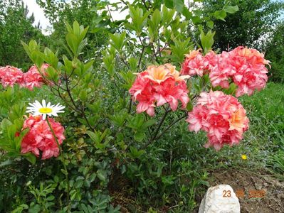 azalea Corneille