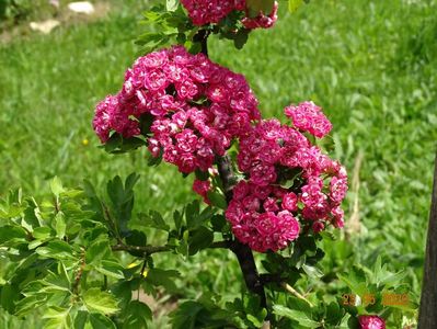 crataegus Paul Scarlet