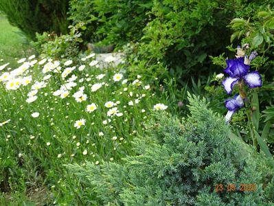 margarete si iris Art Deco
