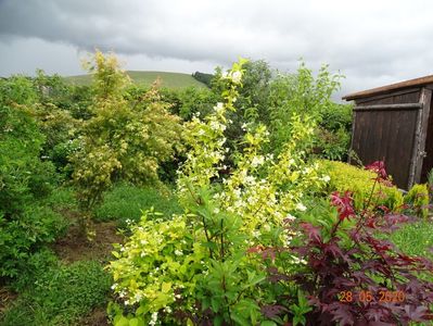 philadelphus Aureus si 2 artari