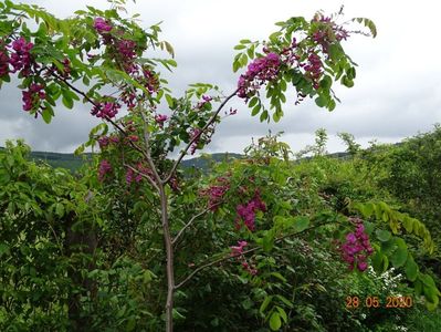robinia Casque Rouge