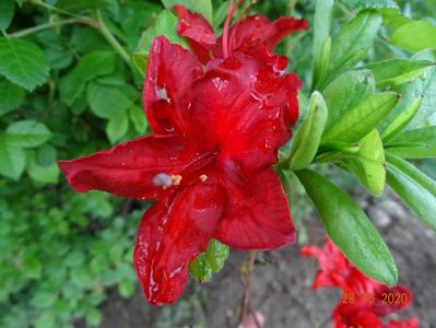 azalea Doloroso