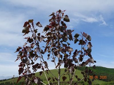 populus Purple Tower
