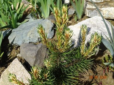 pinus mugo Sunshine