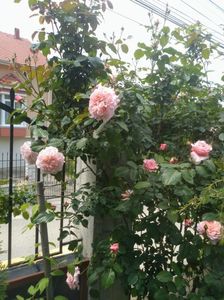 rose de tolbiac