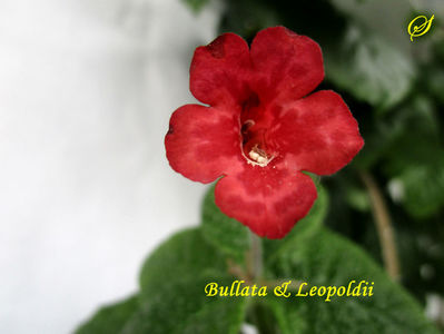 Bullata&Leopoldii(30-05-2020)