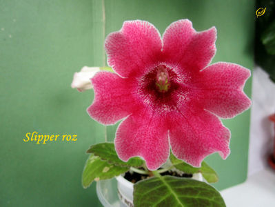 Slipper roz 1(30-05-2020)