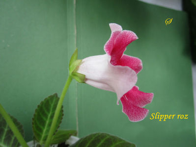 Slipper roz 3(30-05-2020)