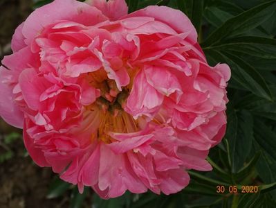Pink Hawaiian Coral