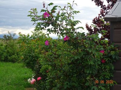 rosa pendulina Harstad