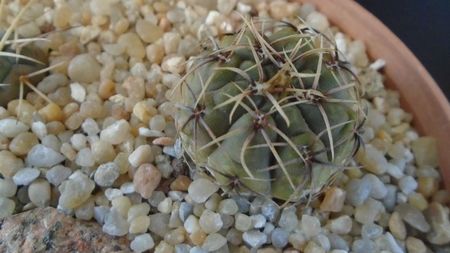 Gymnocalycium gibbosum; replantate in 28 iun. 2020
