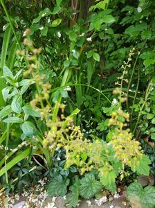 Heuchera