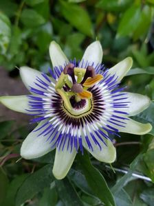 Passiflora