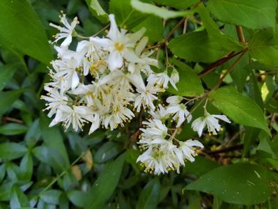 Deutzia