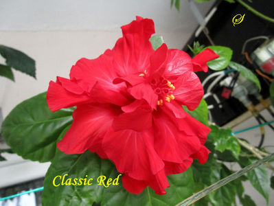 Classic Red(3-06-2020)