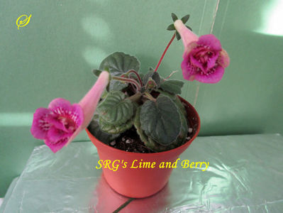 SRG s Lime and Berry(5-06-2020)1