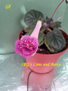 SRG s Lime and Berry(5-06-2020)