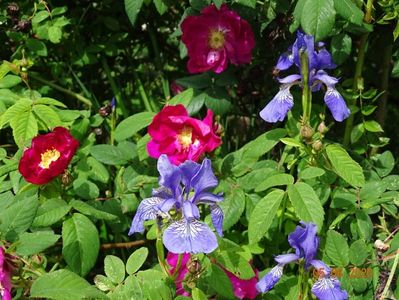 iris sibirica Blue King