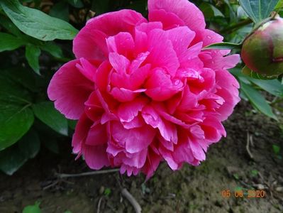 Rosea Plena