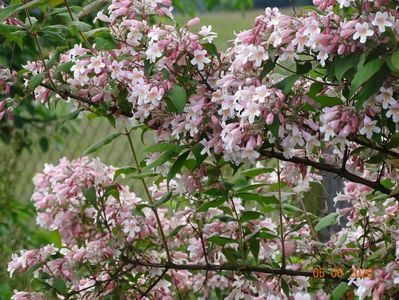 kolkwitzia amabilis Pink Cloud