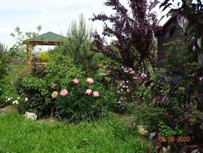 paeonia Coral Charm