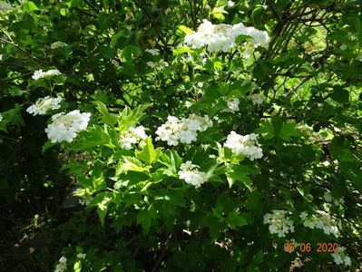 viburnum xanthocarpum