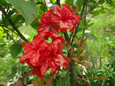 azalea Fireball