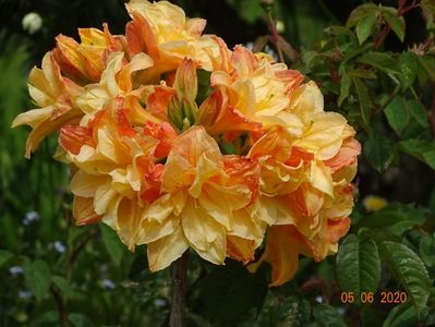 azalea Csardas