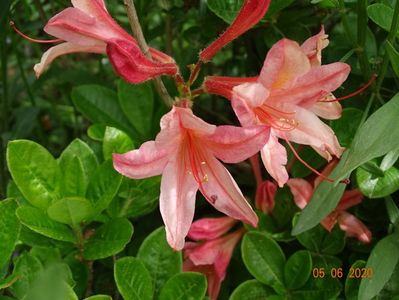 azalea Chanel