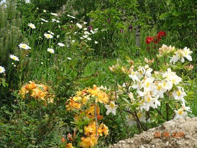 azalea Schneegold si Csardas