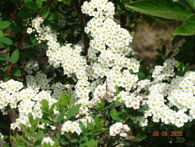 spiraea Halward's Silver