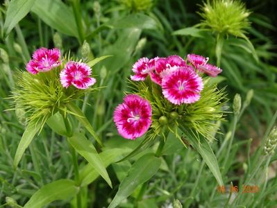 dianthus barbatus