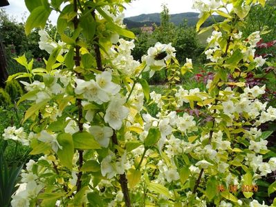 philadelphus Aureus