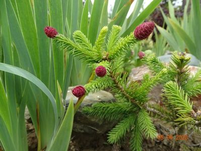 picea abies Pusch