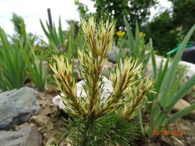 pinus mugo Sunshine