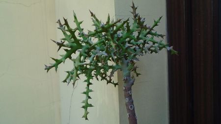 Euphorbia stenoclada