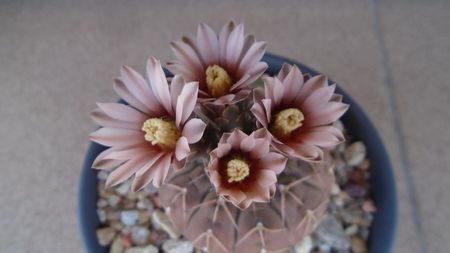 Gymnocalycium stellatum