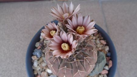 Gymnocalycium stellatum